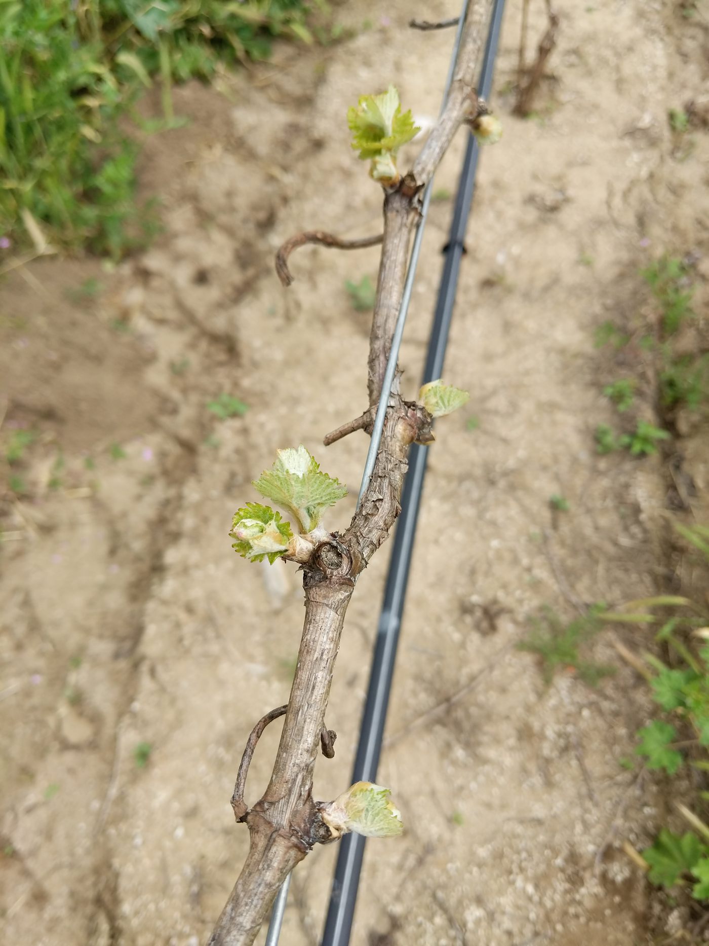 New buds breaking on a vine in early spring