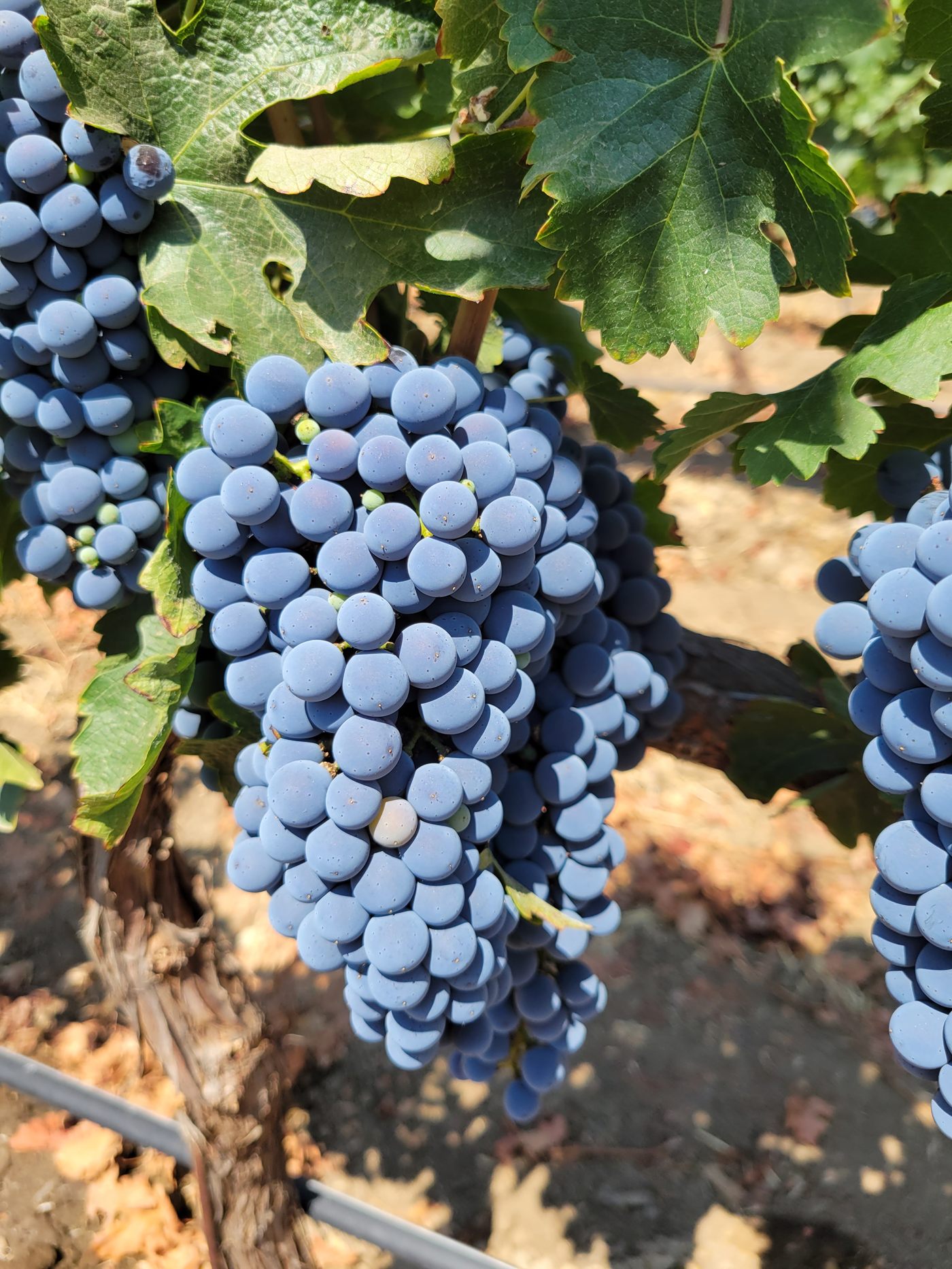 A cluster of Cabernet Sauvignon grapes in the Monarey vineyard