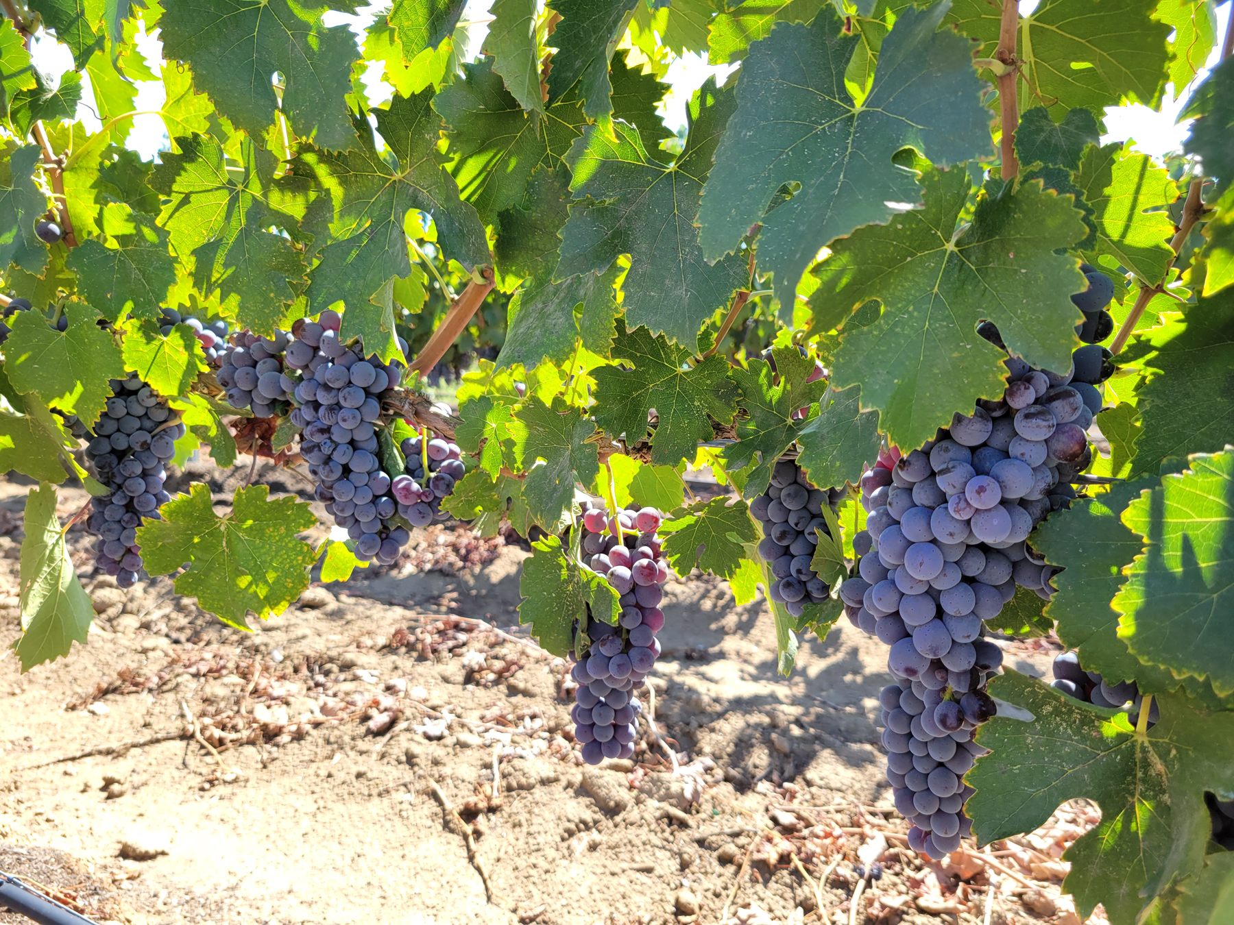 Sangiovese clusters hanging in the canopy