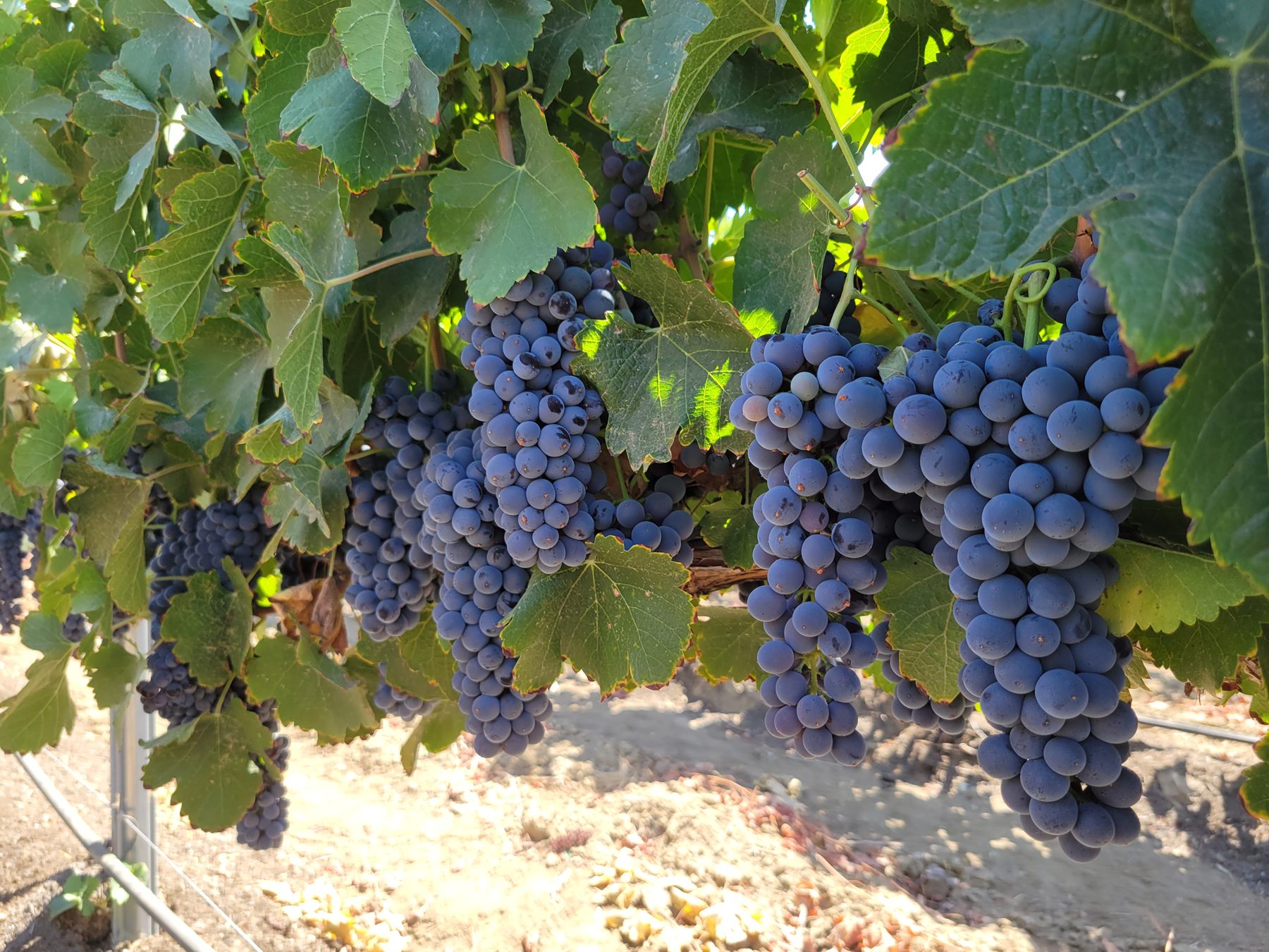 Tempranillo clusters in the Monarey vineyard