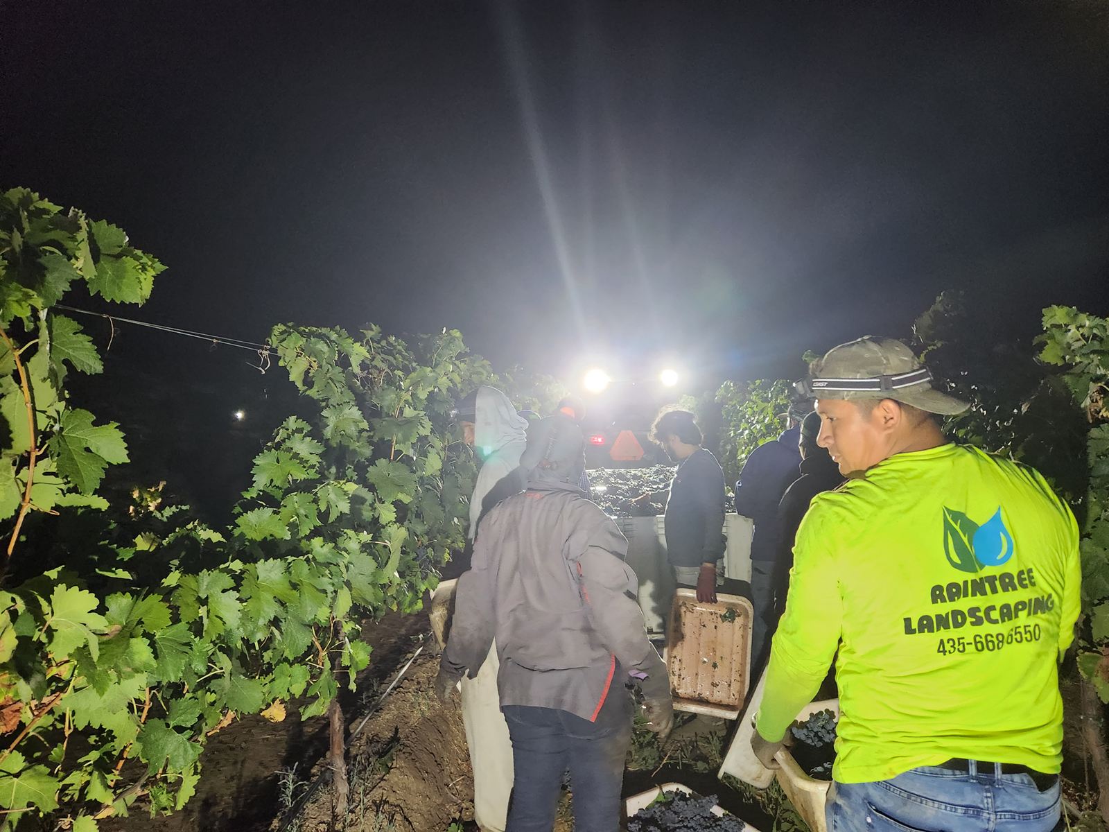 Workers harvesting grapes by lamplight in the vineyard at night