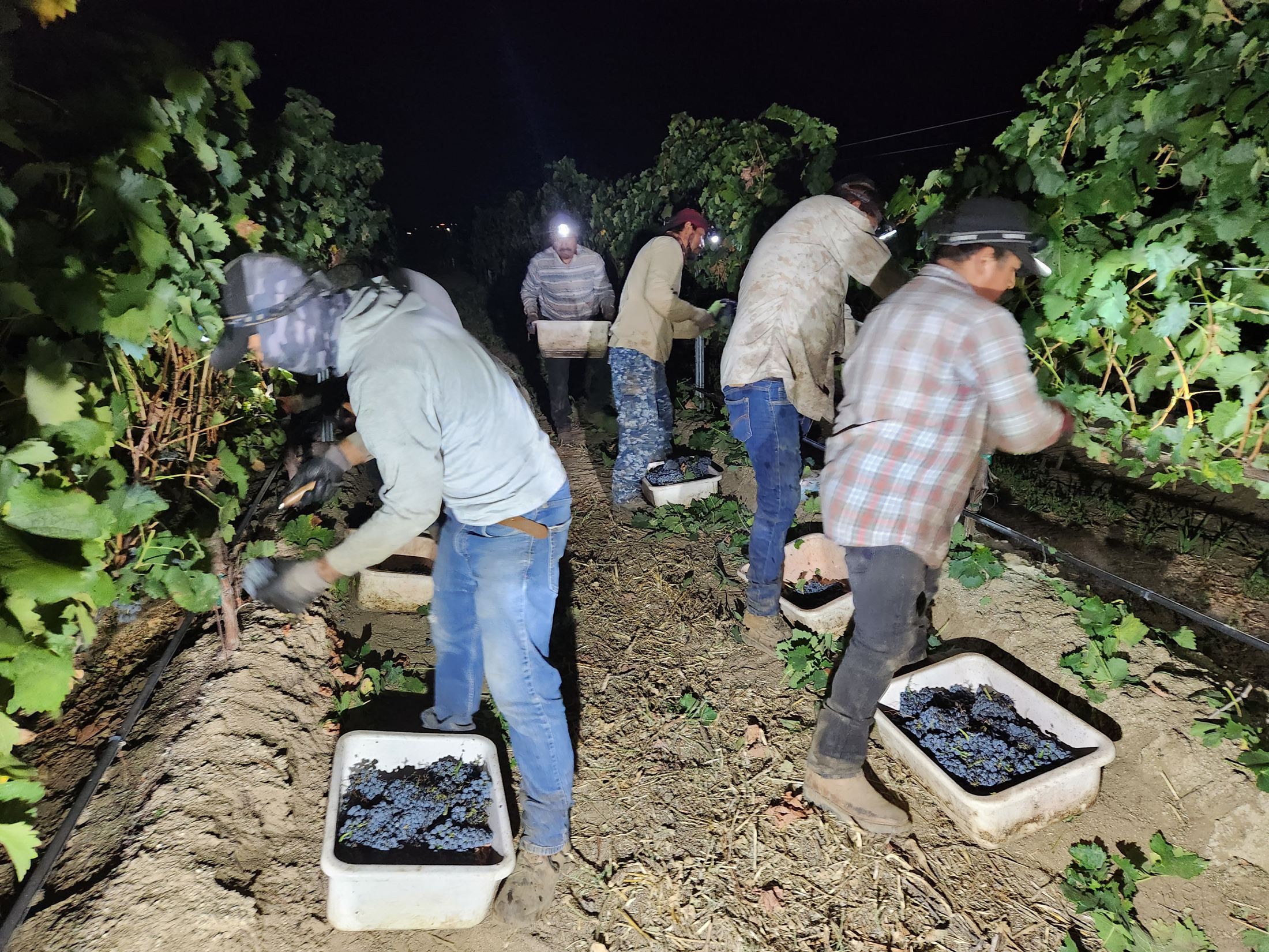 Harvest crew picking Monarey grapes by headlamp at night