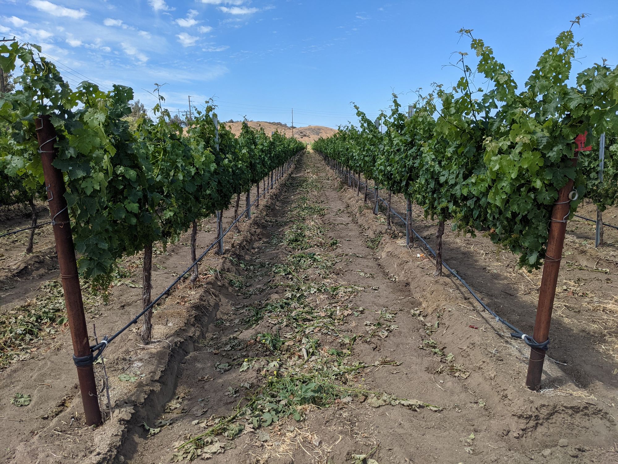 Rows of vines in full summer leaf in the Monarey vineyard