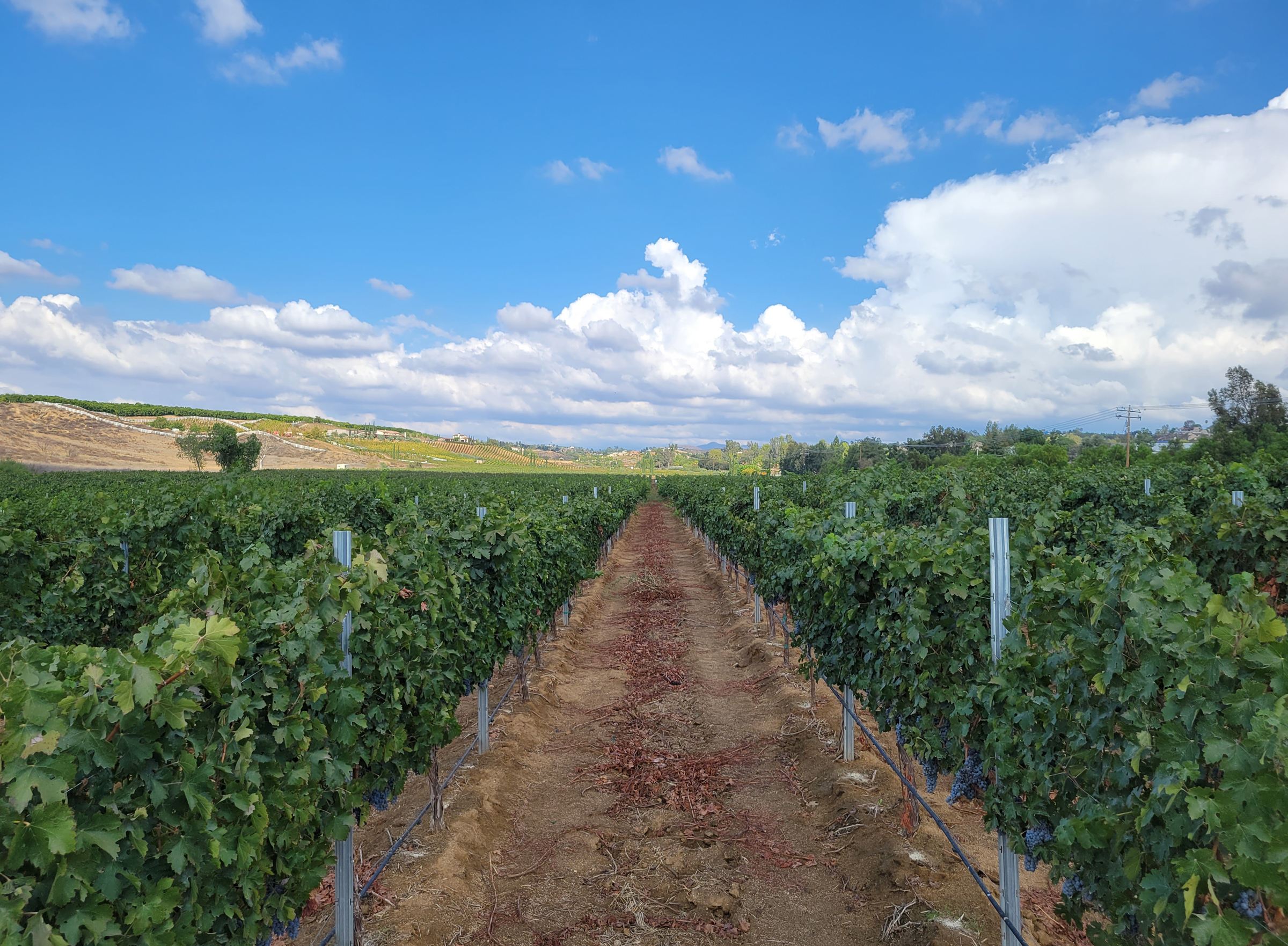 Vine rows heavy with fruit leading toward the hills of the Temecula Valley
