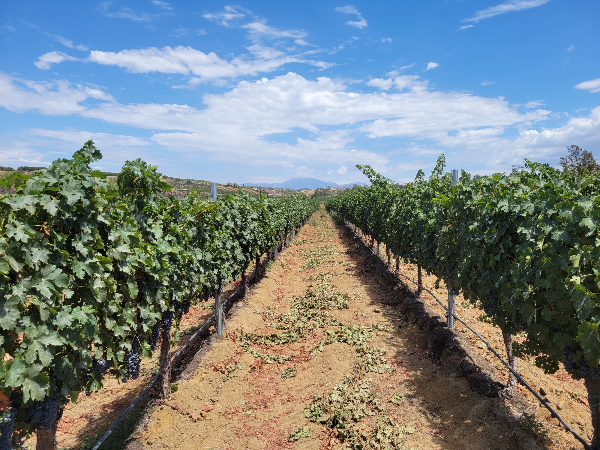 Monarey vineyard rows under a summer sky